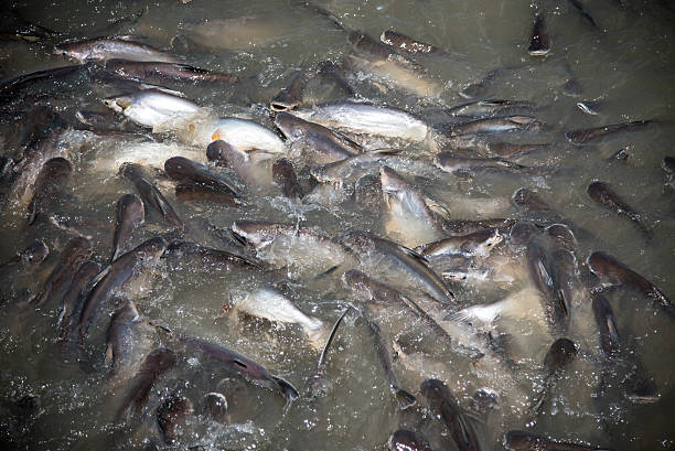 istock Feeding Frenzy of Fish (mostly catfish) 479921186