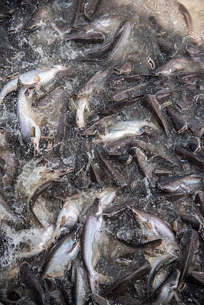istock Feeding Frenzy of Fish (mostly catfish) 479921232