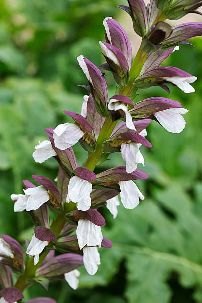 istock Flowers of Bear's Breeches 479921364