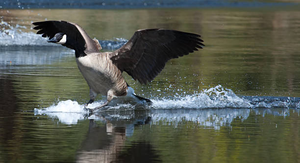 istock Canadian goose landing on water 479923881