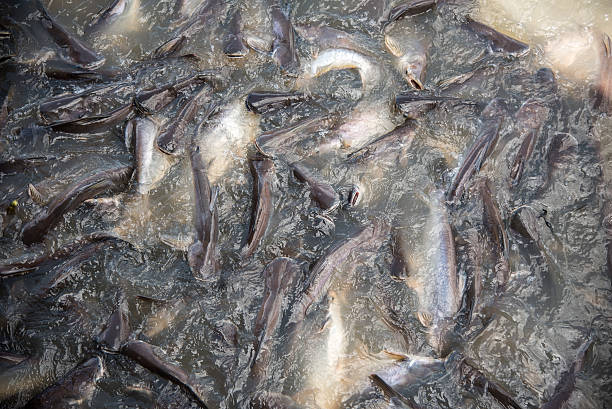 istock Feeding Frenzy of Fish (mostly catfish) 479924162
