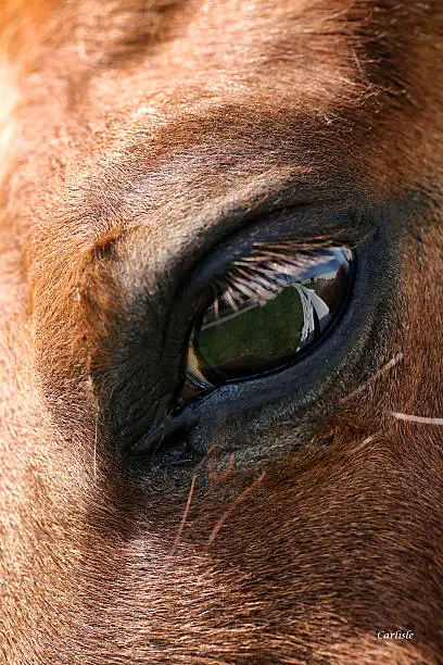 This is an image of a horses eye with the reflection of the farm and white fence and blue sky.