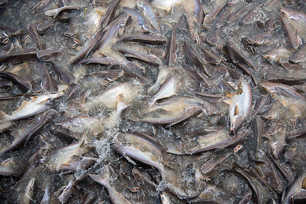 istock Feeding Frenzy of Fish (mostly catfish) 479924174
