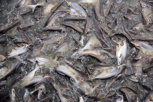 Feeding Frenzy of Fish (mostly catfish)