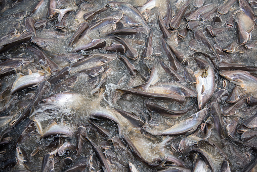 Feeding Frenzy of Fish (mostly catfish)