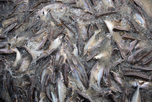 Feeding Frenzy of Fish (mostly catfish)