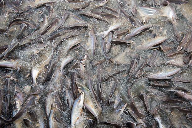 istock Feeding Frenzy of Fish (mostly catfish) 479924226