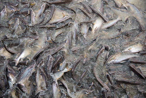 istock Feeding Frenzy of Fish (mostly catfish) 479924248