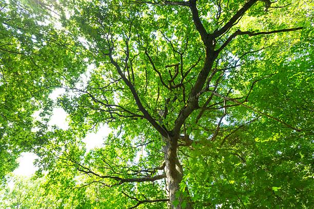 istock Green summer european forest 479924336