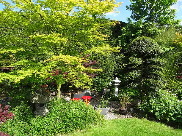 Photo showing a stylised Japanese garden with various different oriental features, such as a large clipped Japanese cloud tree (holly / ilex crenata), along with maples (acers), dwarf pygmy bamboo, stepping stones, granite lanterns and lots of grey pebbles.