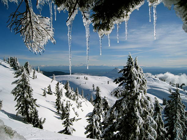 Icicles on Mt Seymour, British Columbia, Canada