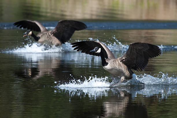 istock Canadian goose landing on water 479925107