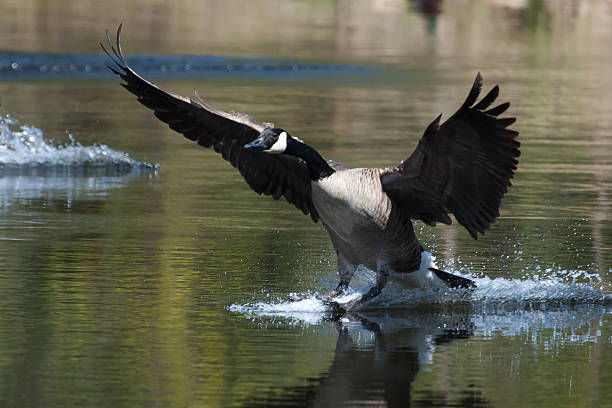 istock Canadian goose landing on water 479925127