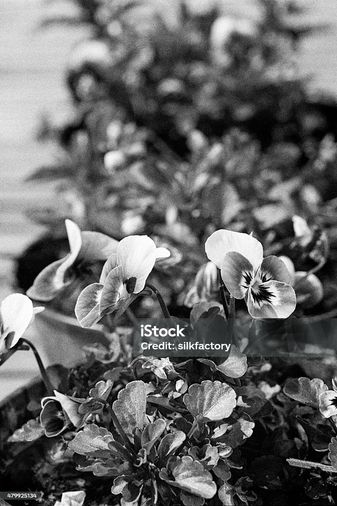 Garden pansy in black and white Black and white image of garden pansy flowers. Focus was placed over the nearest flowers. The background is blurred. The image was captured on Ilford Delta 400 Film. The granularity is real film grain (due to the presence of small particles of a metallic silver on the negative). The negative has been scanned by a high resolution film scanner. Minimal post processing. Camera Film Stock Photo