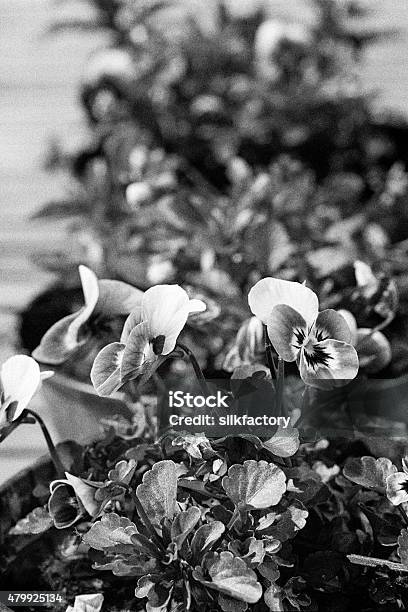 Garden Pansy In Black And White Stock Photo - Download Image Now - Camera Film, Flower, 2015