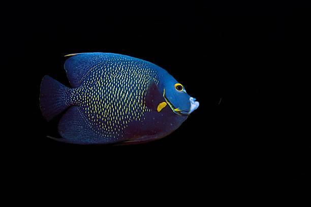 istock french angelfish on black background 479925142