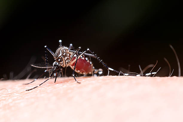 istock mosquito drinks blood out of man 479925514