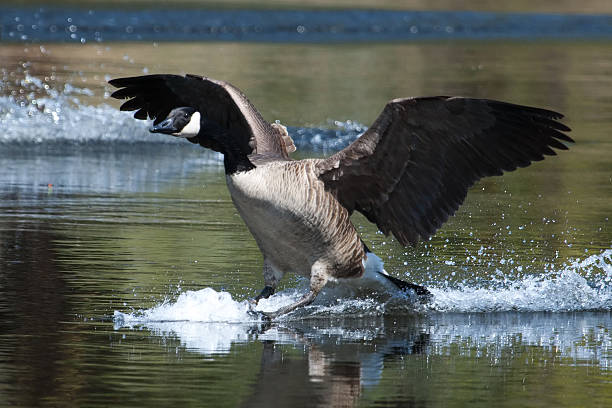 istock Canadian goose landing on water 479925977