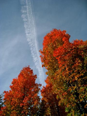 Fall foliage and contrail, Victoria Park, North Vancouver, British Columbia, Canada.