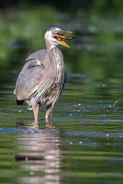 istock Great Blue Heron eating a fish in soft focus 479926721