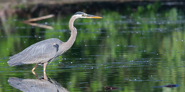 istock Great Blue Heron Fishing 479926861