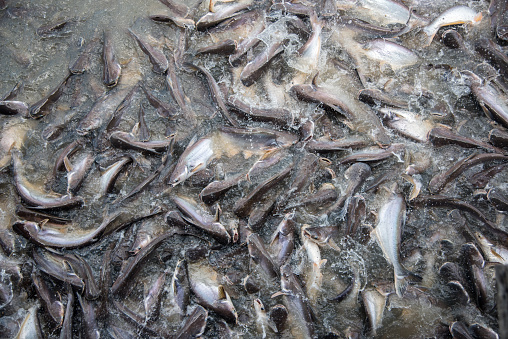 Feeding Frenzy of Fish (mostly catfish)