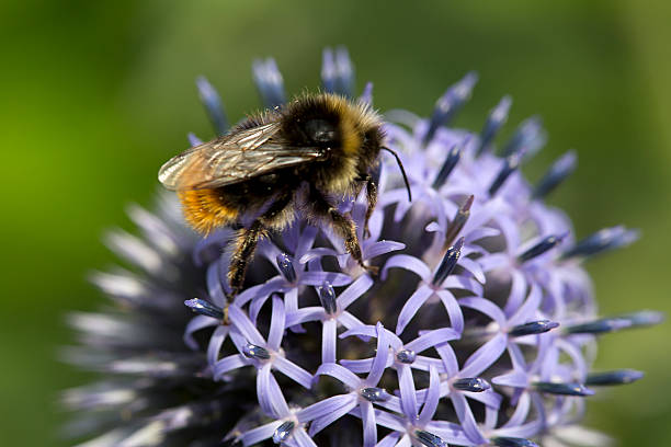 istock Male Red Tailed Bumblebee on Globe Thistle 479928408