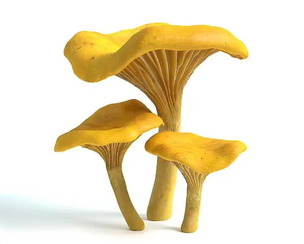 3d illustration of chanterelle mushrooms
