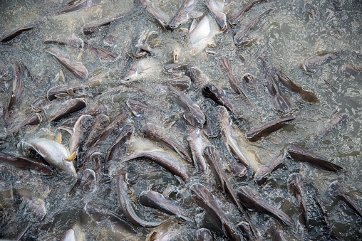 Feeding Frenzy of Fish (mostly catfish)