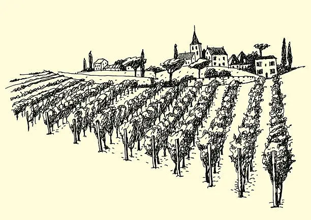 Vector illustration of Beautiful Vineyard View In The Valley.