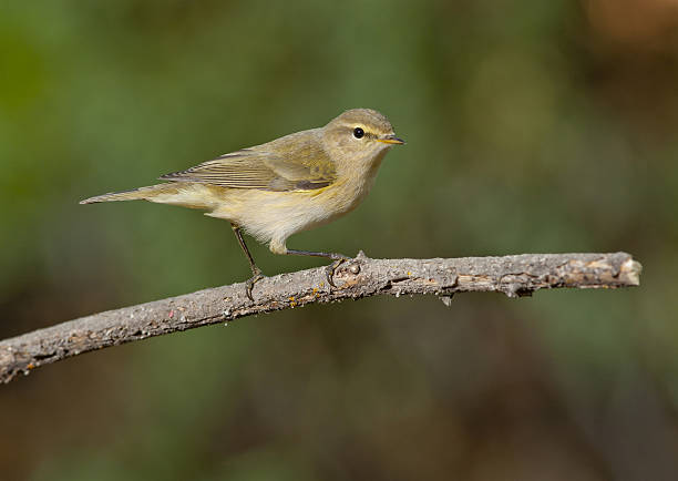 istock common chiffchaff, or simply the chiffchaff, (Phylloscopus collybita) 479931618