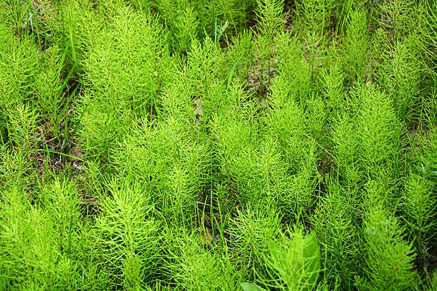 istock Ancient plant as a background at spring season, called Horsetail 479931918