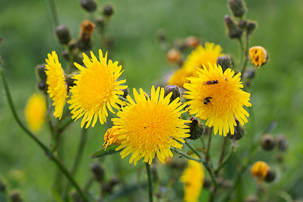 istock Flowers of Sharp-fringed sow thistle 479931932