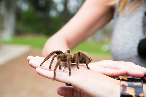 istock Woman holding Tarantula 479932208