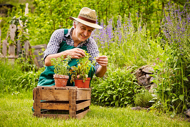 istock Gardener assessment seedlings garden 479932414
