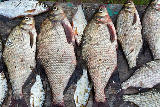 istock Fisherman trophy - caught bream on wooden table 479932618