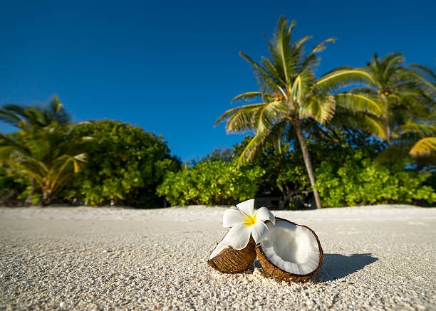 Aerial drone view of tropical Maldives beach lagoon with Palm trees, white sand and turquoise shallow waters in luxury island resort