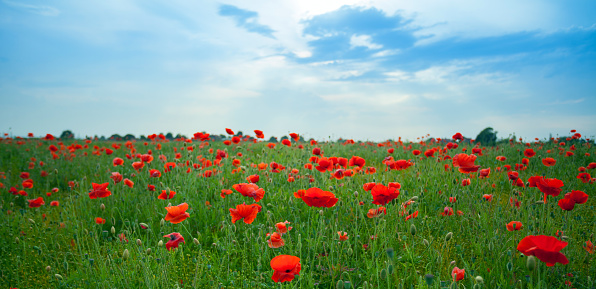 Poppy field in the Yorkshire Wolds.