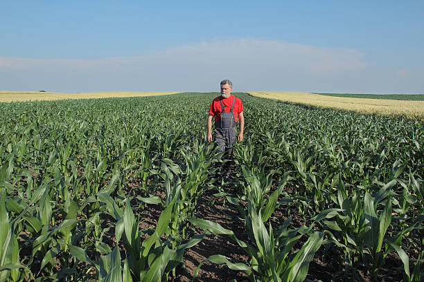 istock Agricultural scene, farmer in corn field 479935644