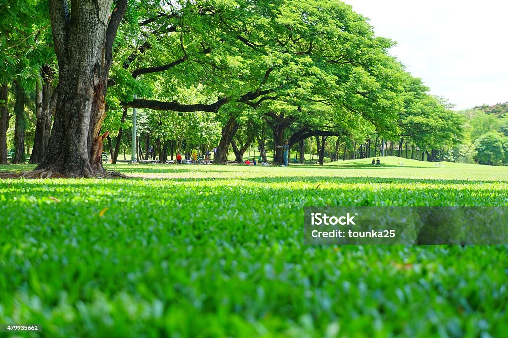 Low Angle-Aufnahme: Grünen Rasen und Bäume im Green Park - Lizenzfrei Gras Stock-Foto