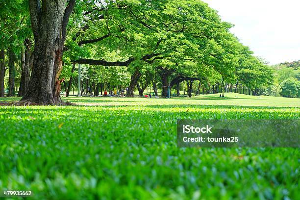 Low Angleaufnahme Grünen Rasen Und Bäume Im Green Park Stockfoto und mehr Bilder von Gras