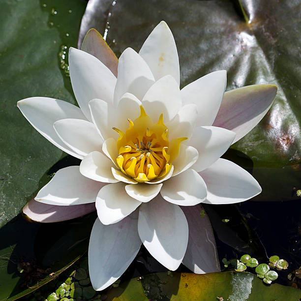 istock European White Waterlily; close-up 479935670