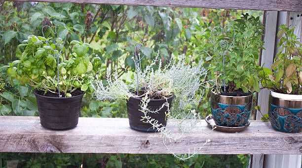 istock Fresh herbs at a greenhouse 479935672