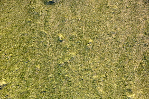 istock Stone with moss. Picture can be used as a background 479935980
