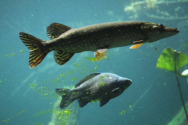 istock Northern pike (Esox lucius) and common carp (Cyprinus carpio). 479937336