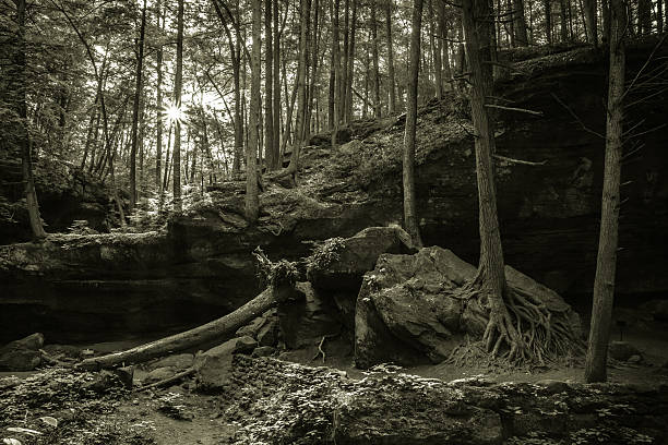 istock Abstract Forest Sunrise In Hocking Hills State Park In Ohio 479939992