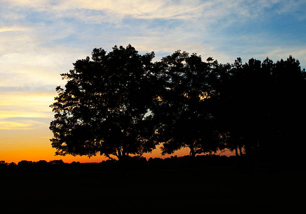 ピーカン色の夕日 - pecan nut hickory tree food and drink ストックフォトと画像