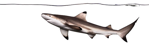 istock Blacktip reef shark swimming under water line 479940855