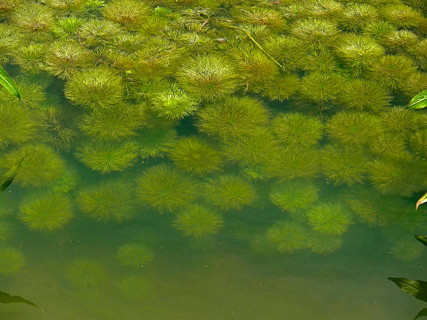 myriophyllum aquaticum 、parrotfeather 水中 - myriophyllum aquaticum ストックフォトと画像