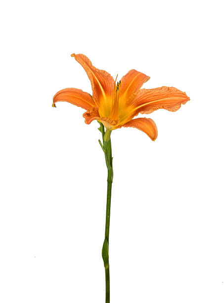 istock Orange lily flowers 479941834